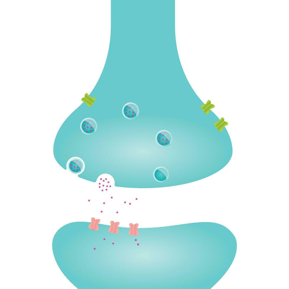 Synaptic Cleft Axon Terminal science vector illustration graphic template