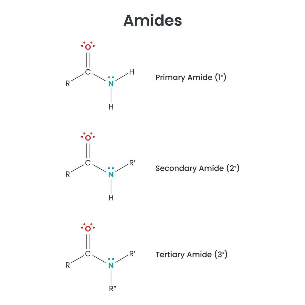 Amides Biochemistry Functional Group science vector infographic