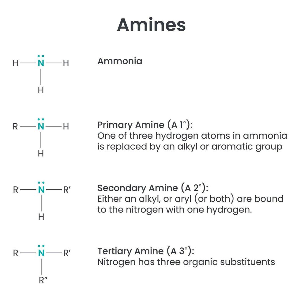 Amines Biochemistry Functional Group science vector illustration infographic