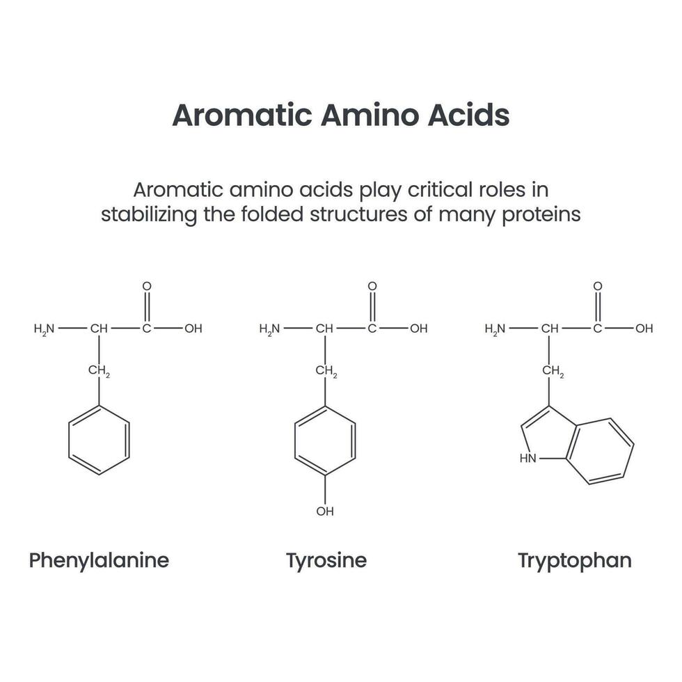 aromático aminado ácidos bioquímica Ciencias vector infografía