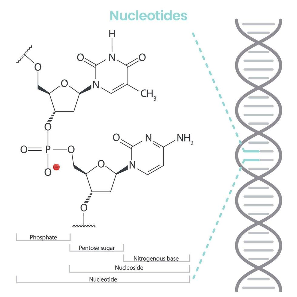 nucleótido científico bioquímica vector ilustración infografía