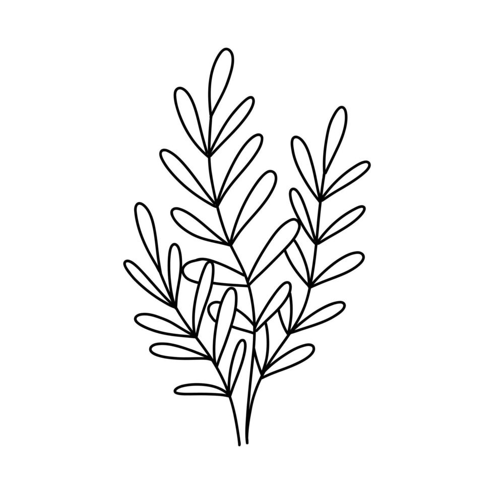 Seaweed in doodle style. Linear underwater plant. Vector illustration. Isolated algae.