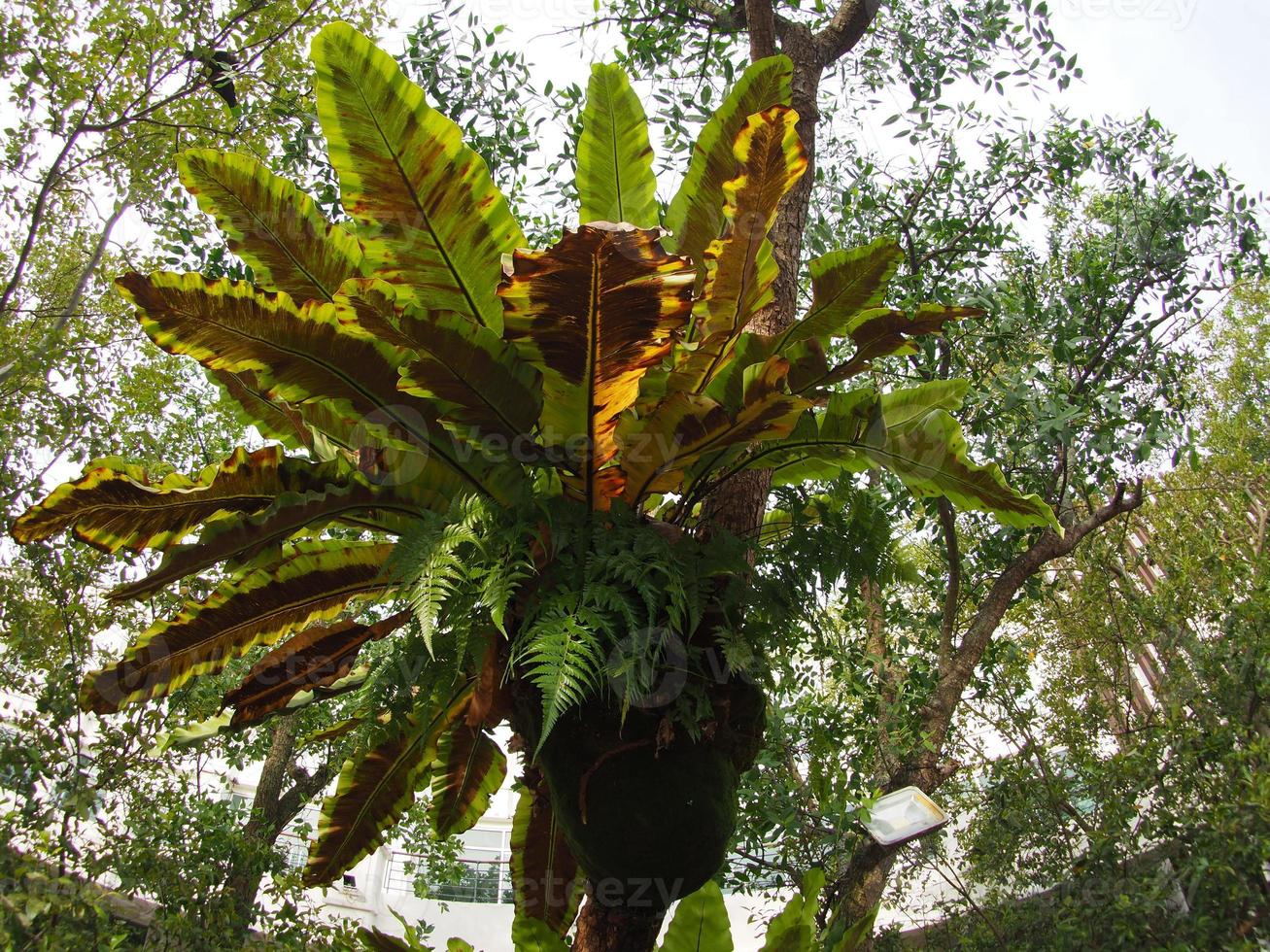 Bird's Nest Fern photo