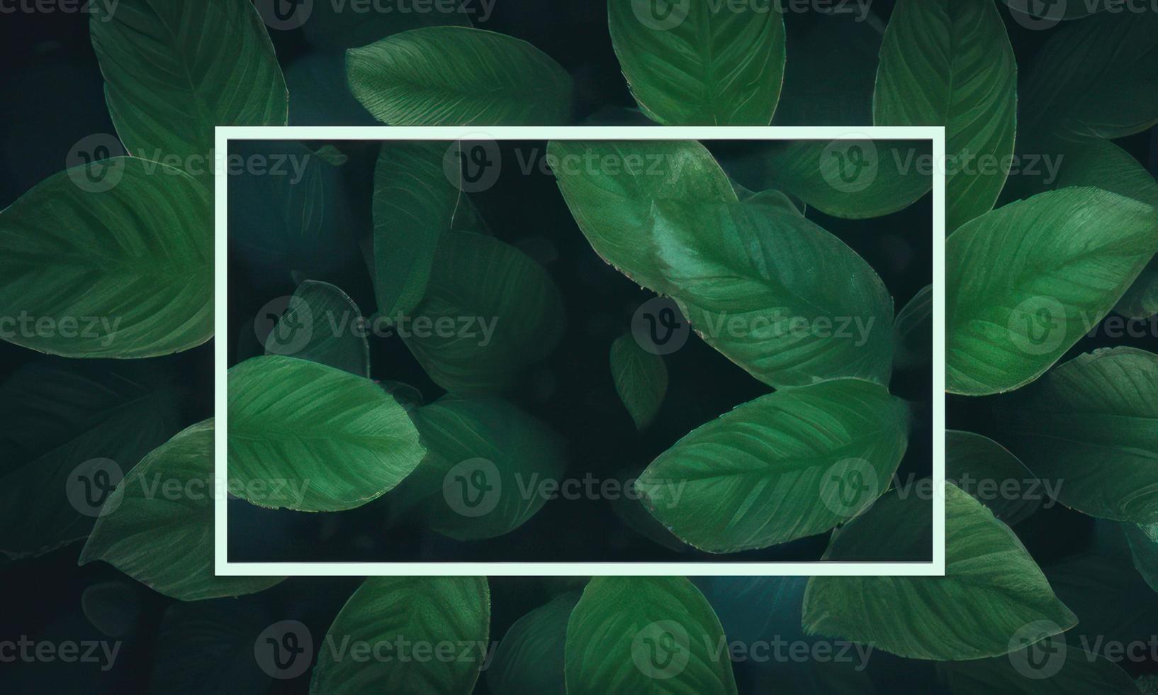 empty text space surrounded by leaves photo