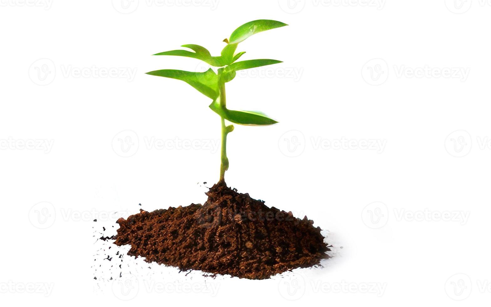small plant on white background photo
