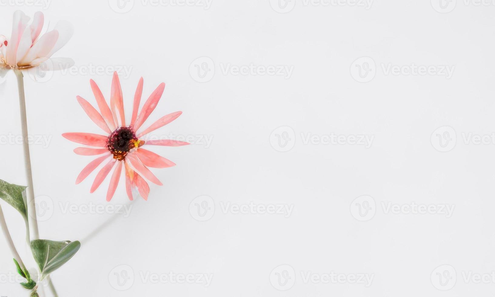 pink flower on white background photo