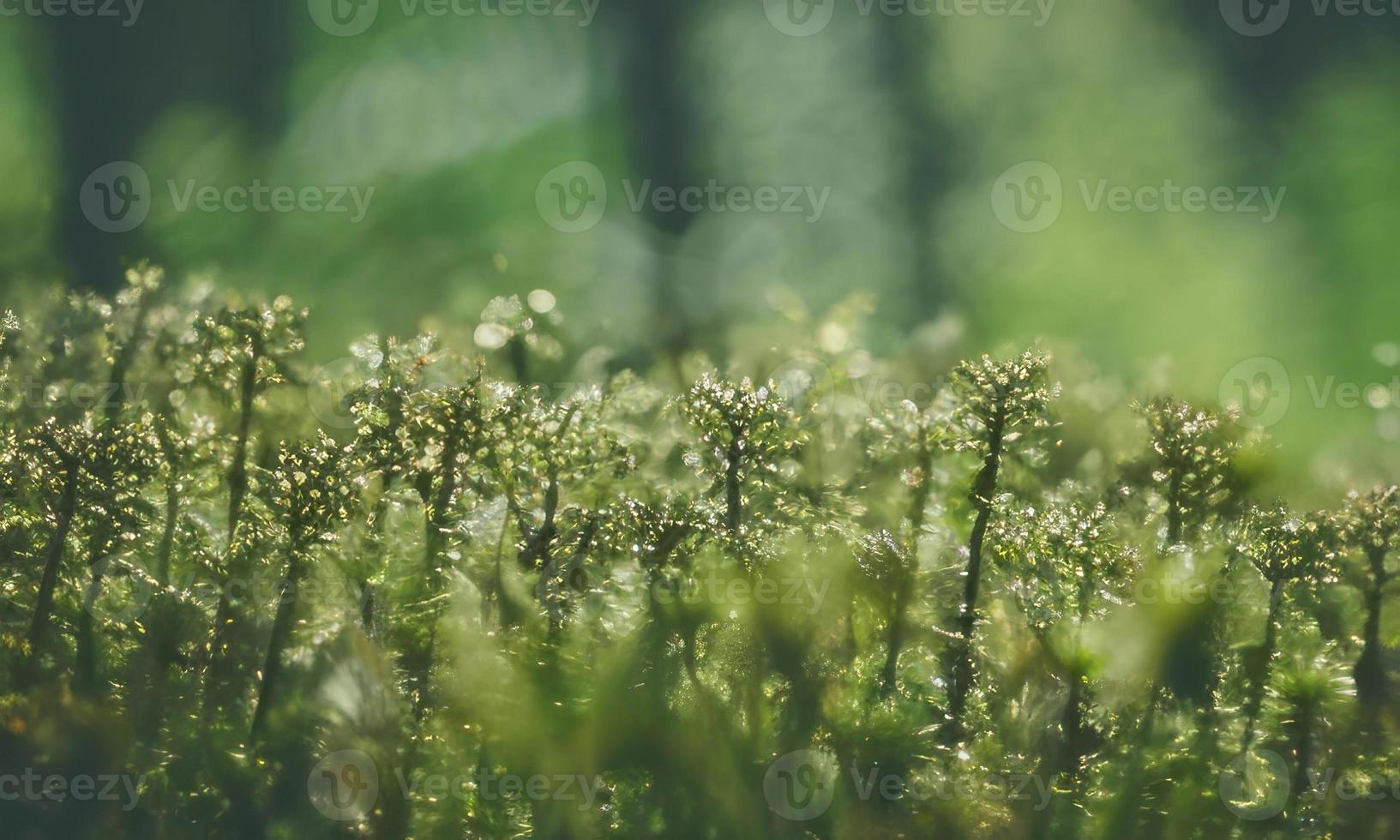 fondo de naturaleza verde foto