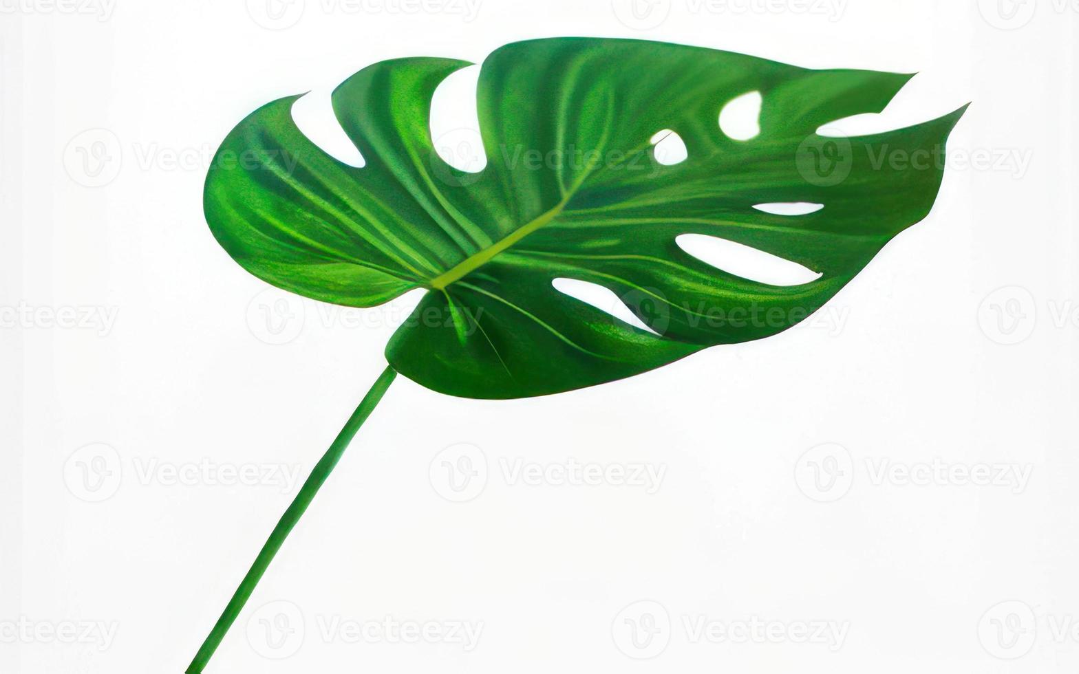 big leaf on white background photo