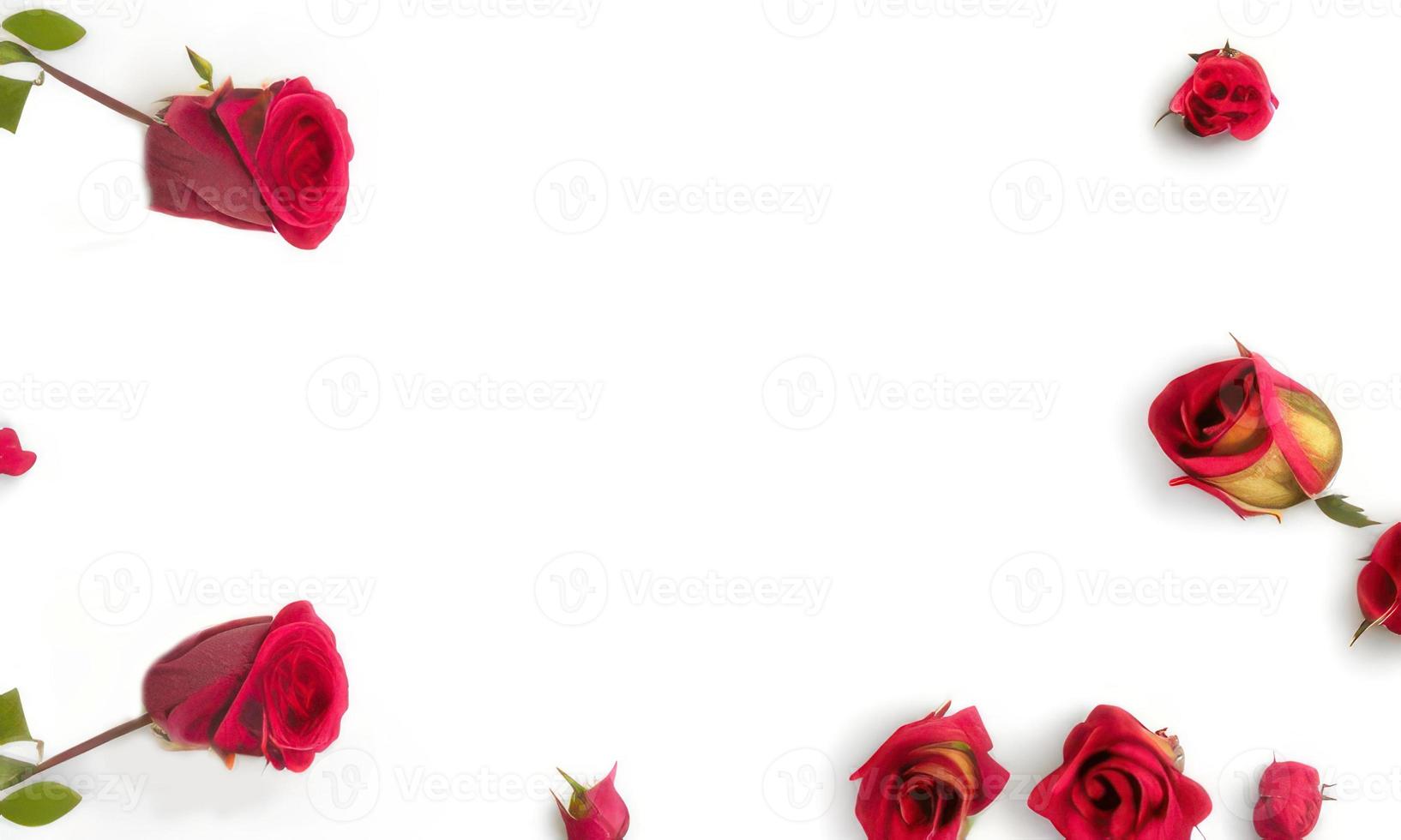 pink rose and petal on white background photo