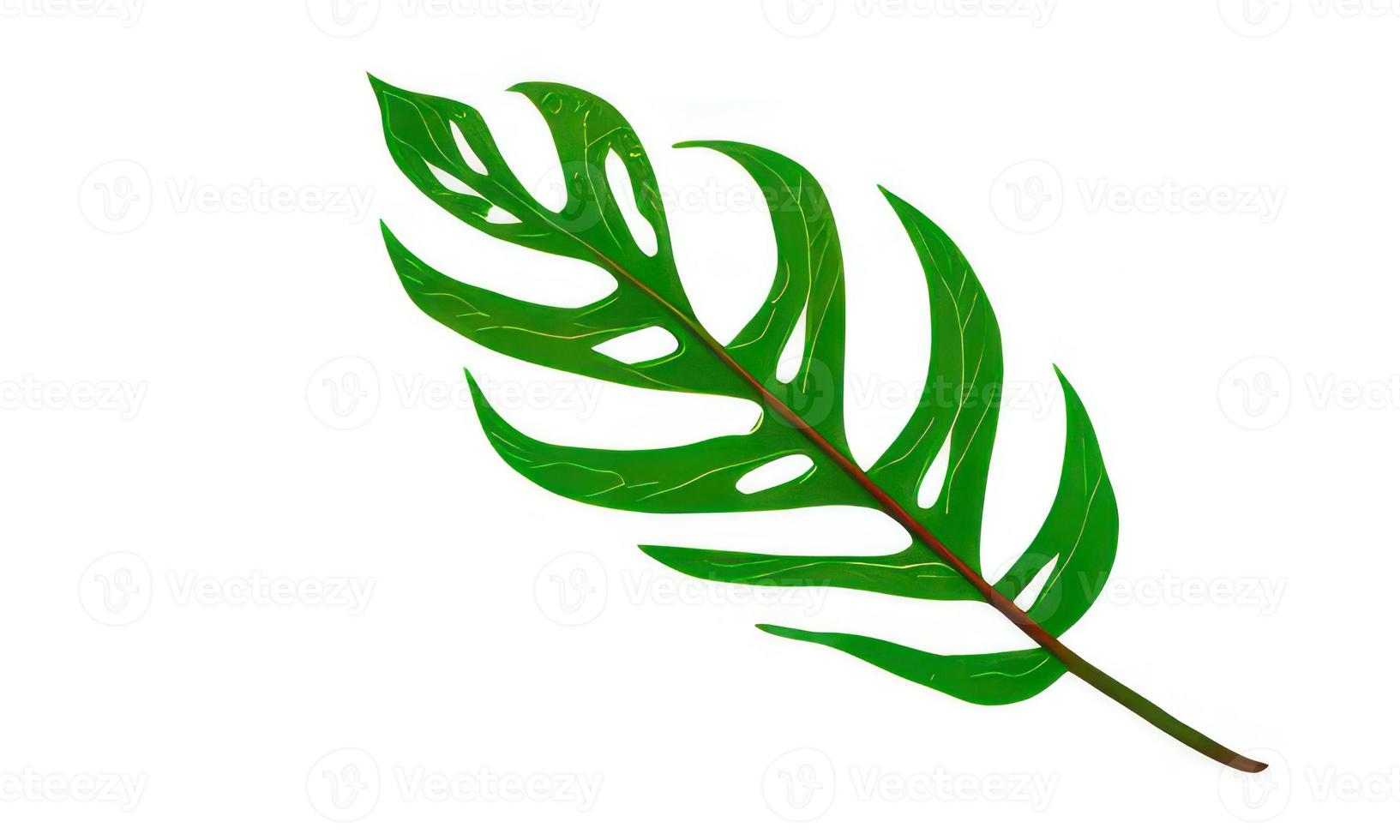 big leaf on white background photo