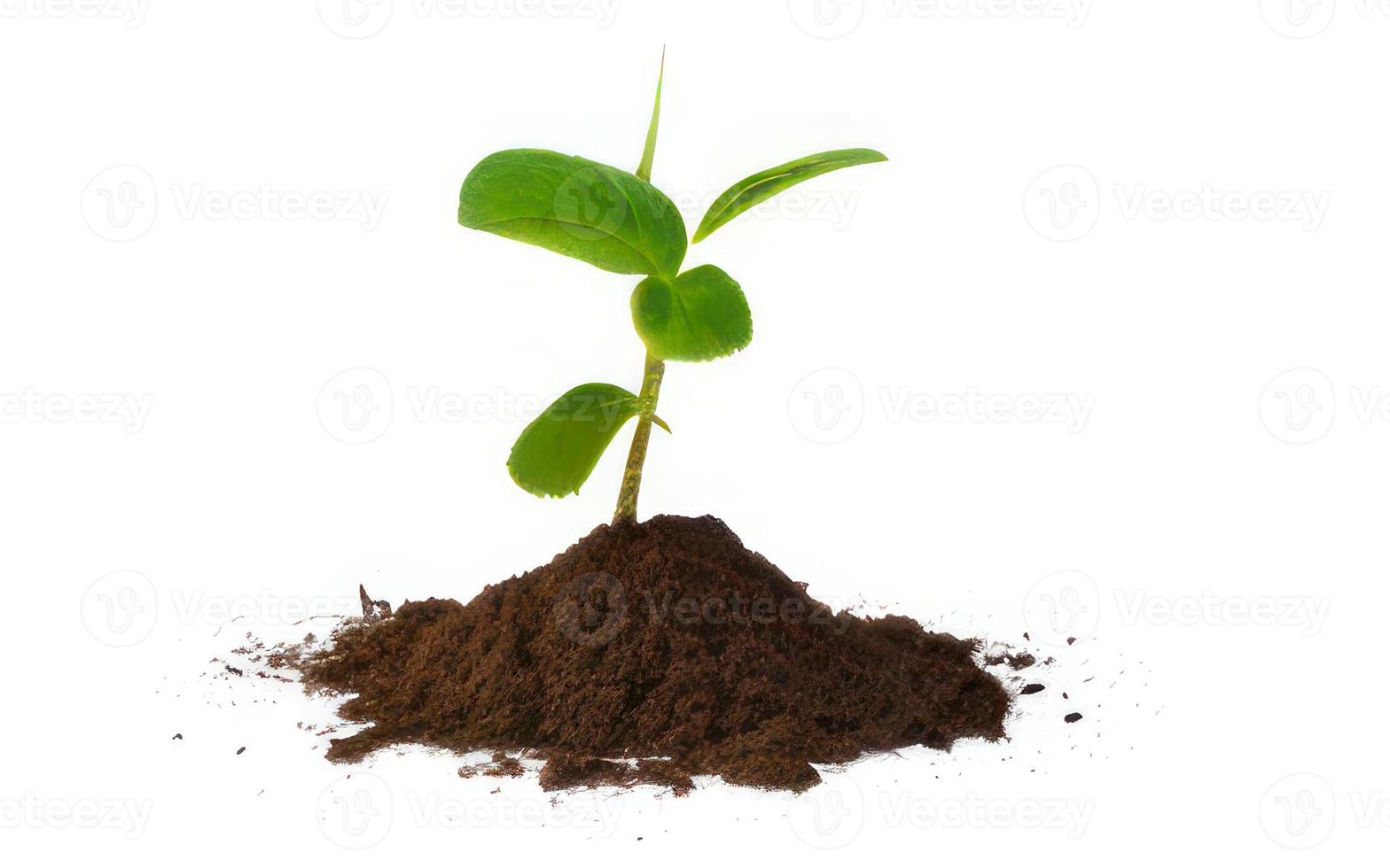 small plant on white background photo