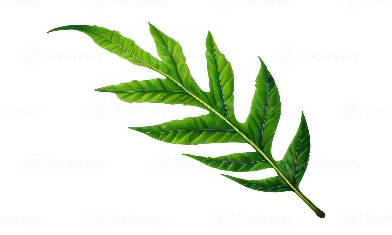 big leaf on white background photo