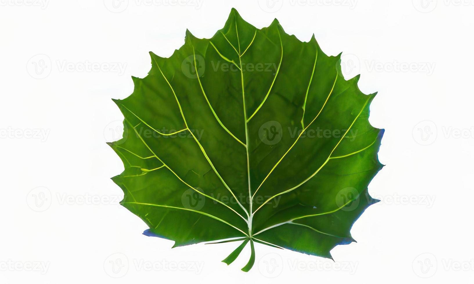 big leaf on white background photo