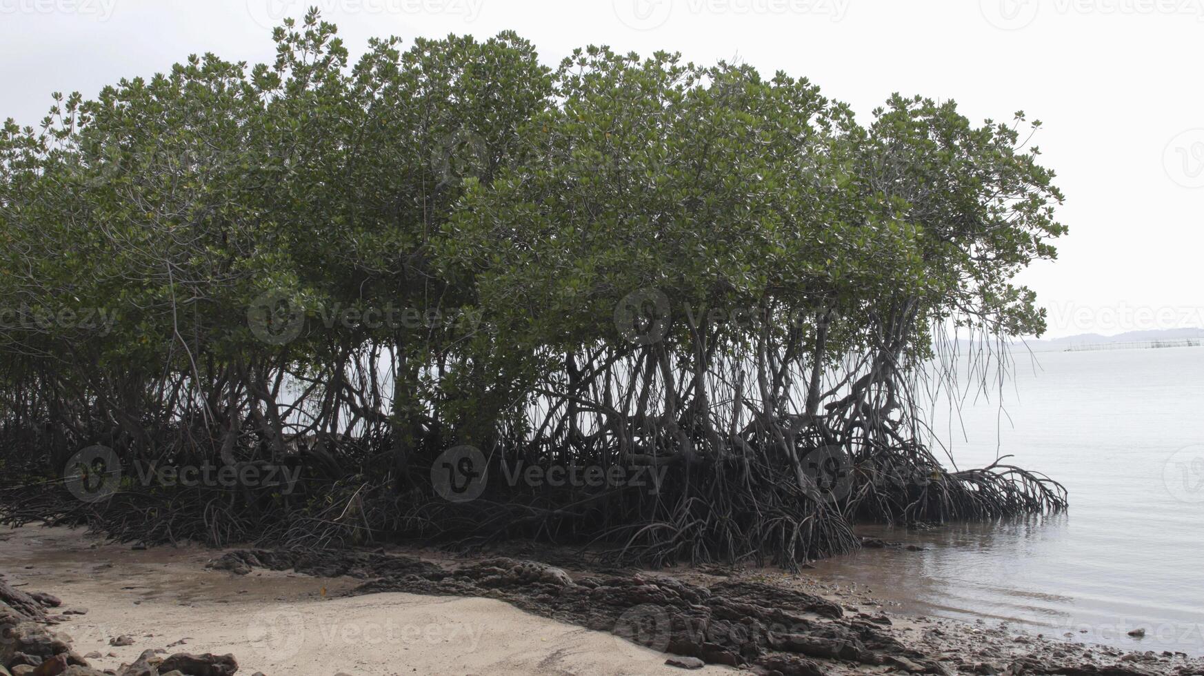 A group of mangrove trees with lots of roots and thick leaves on the beach with a background of open sea and clear sky. photo