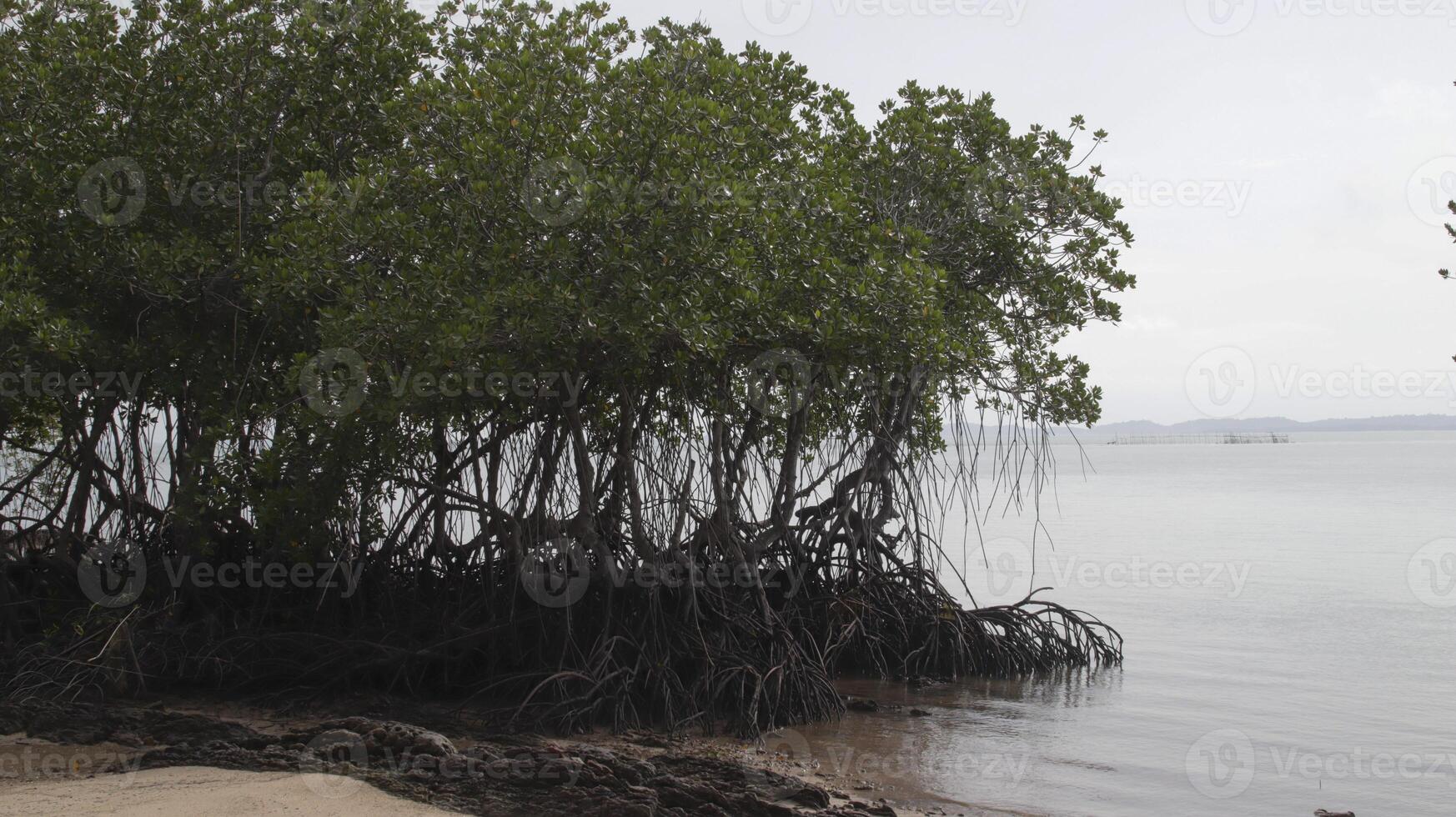 un grupo de mangle arboles con un montón de raíces y grueso hojas en el playa con un antecedentes de abierto mar y claro cielo. foto