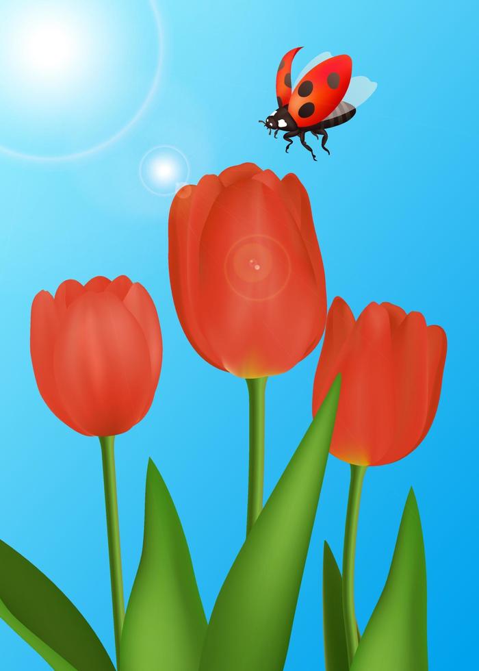 Spring season flying Ladybug, ladybird to the flower. Nature realistic macro illustration, design for biology book. Red Insect flying to the blooming tulip. Blue sky and sun background. vector