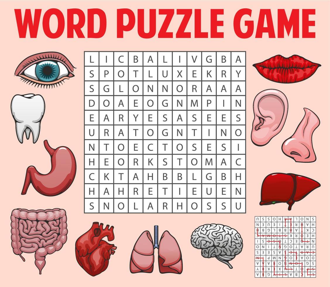 Human organs, body parts word search puzzle game vector