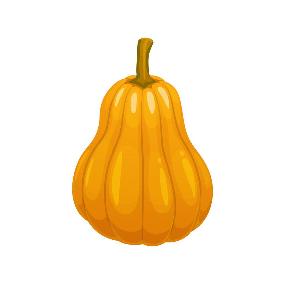 Cartoon raw pumpkin, farm vegetable plant, food vector