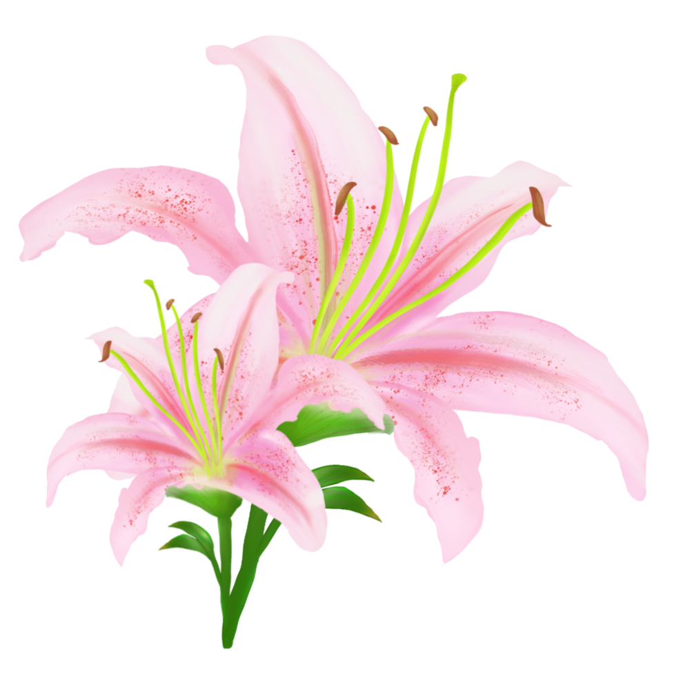 Pink Lilies with buds on the stems - watercolor painting png