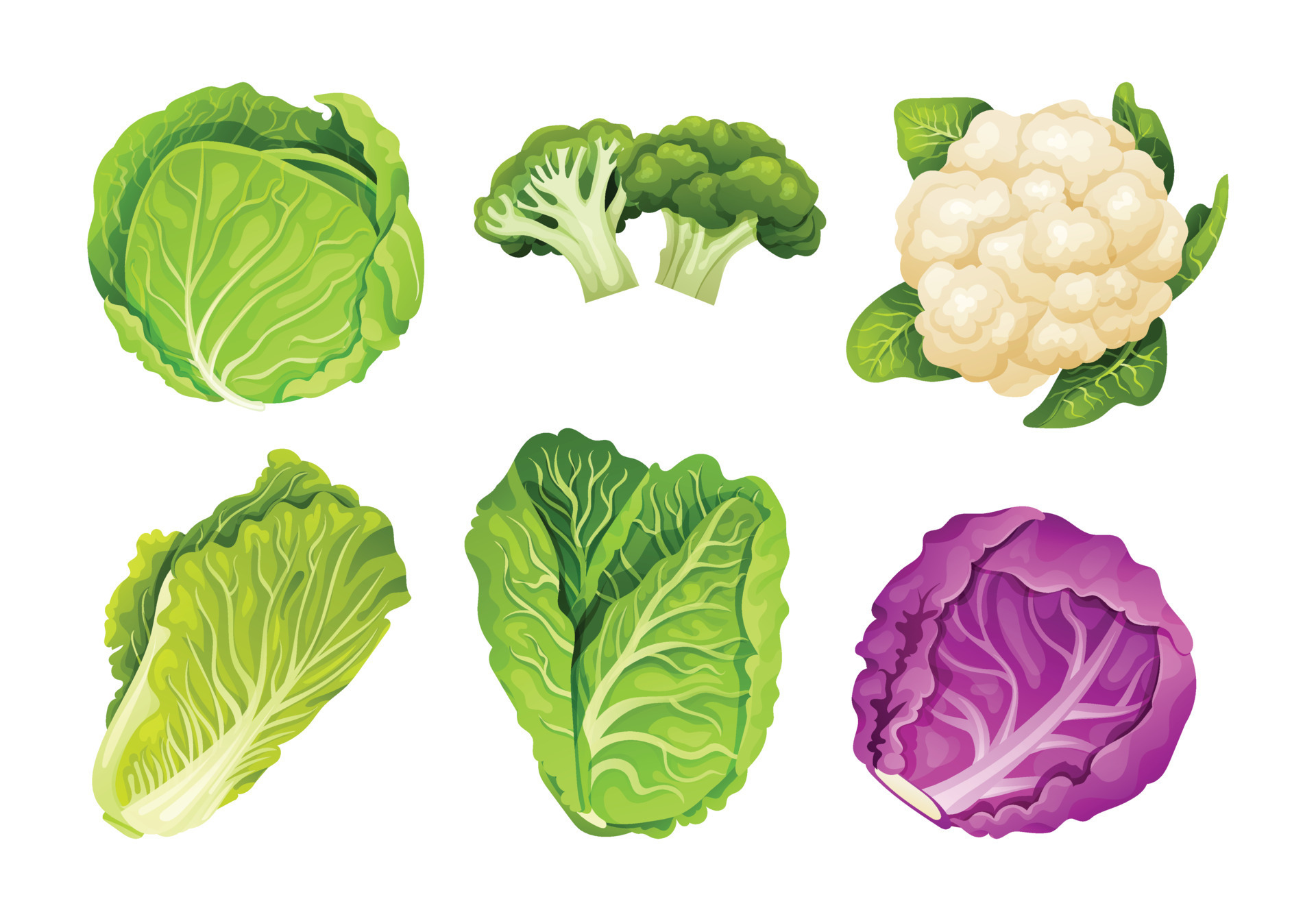 Set of cabbage in different types isolated on white. Vector
