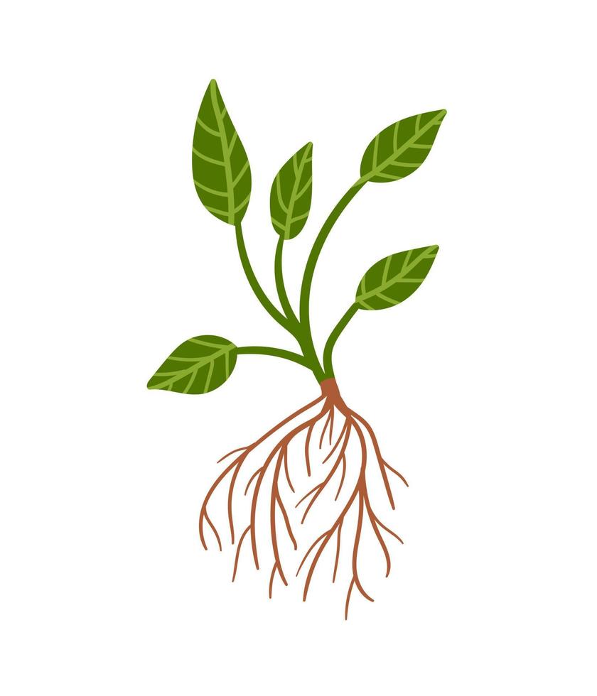 planta con raíz. vector mano dibujado planta con verde hojas y marrón raíces.