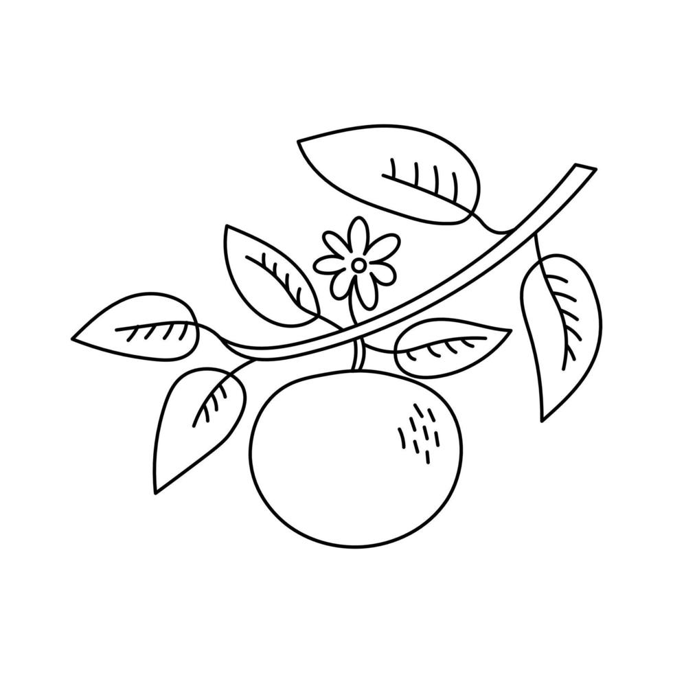 Tangerine fruit branch with leaves and flower doodle vector