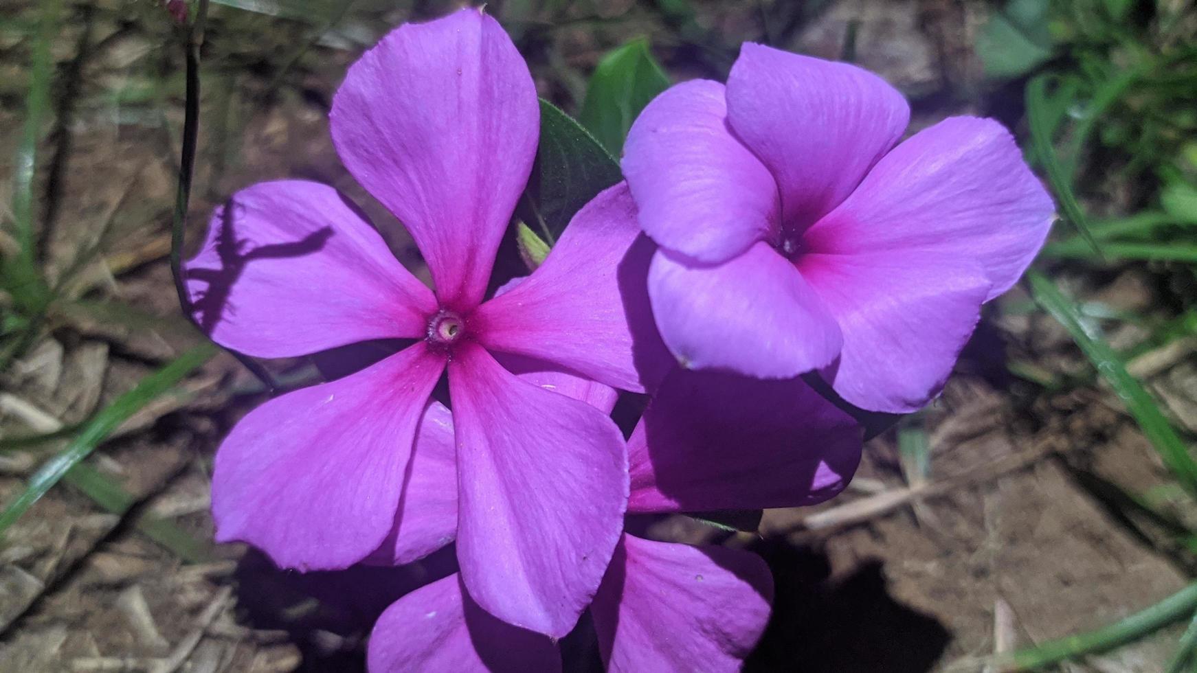 hermosas flores moradas foto