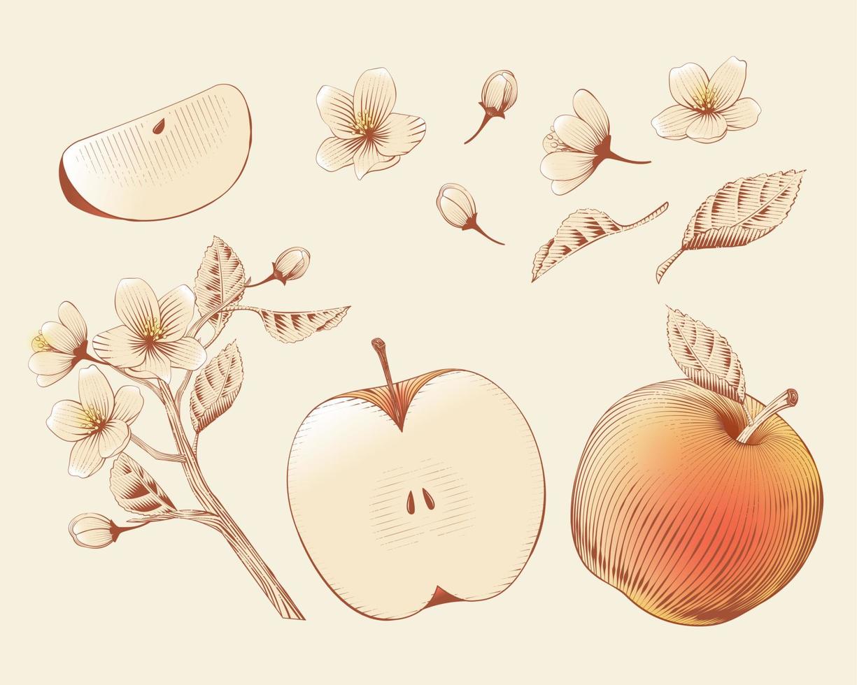 Vintage elegant apple sketching elements, including flowers, tree branch and apple fruit. Isolated on beige background. vector