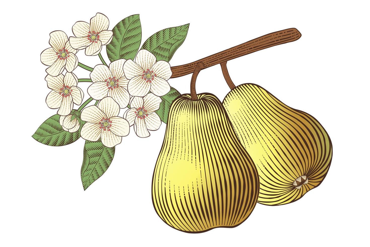 Engraved illustration of a pear tree branch with flowers on white background vector