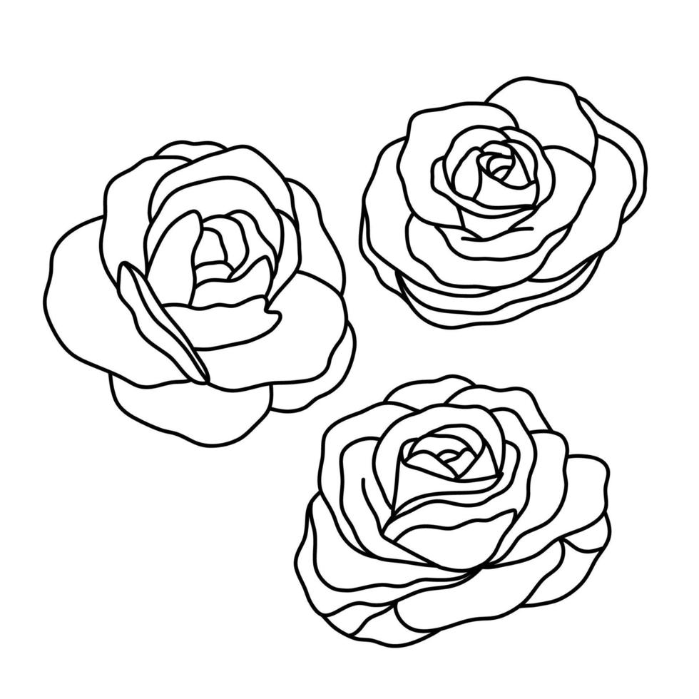 Simple Contour illustration of rose flower collection. Doodle flowers on white background. Hand drawn. Outline roses. Line art. Black and white vector illustration.