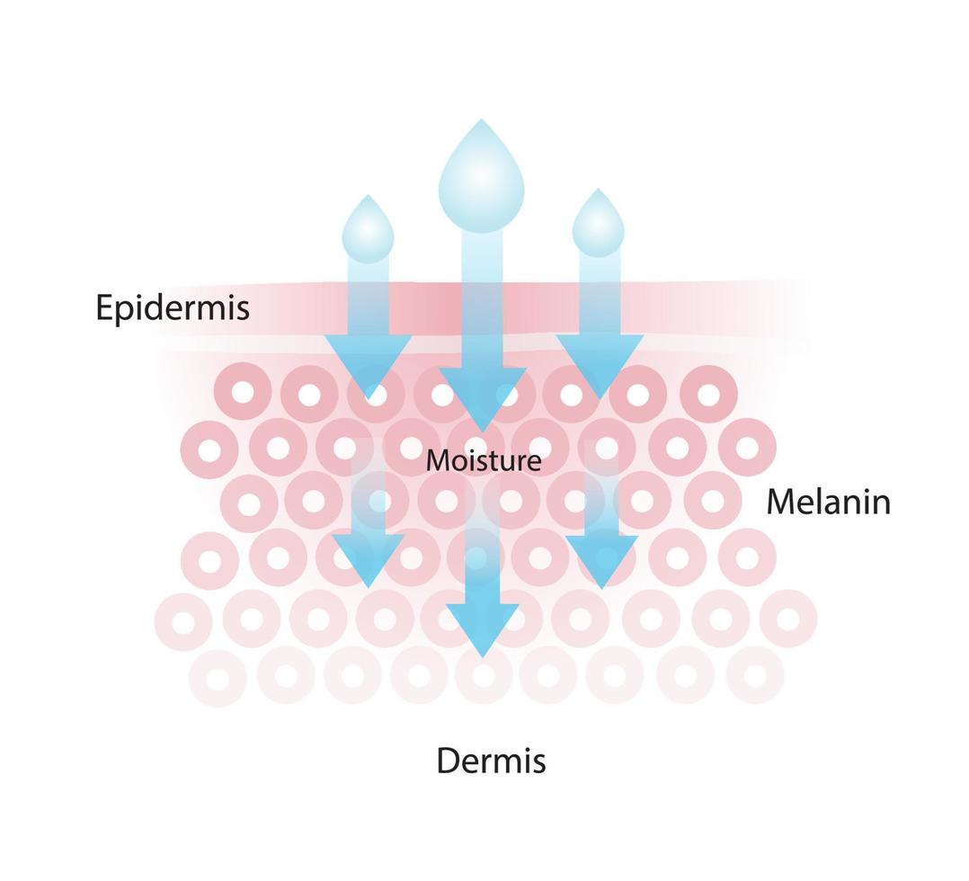 infografía de piel humedad vector aislado en blanco antecedentes. el mecanismo de nutritivo absorción mediante sano piel capa. piel cuidado y belleza concepto ilustración.