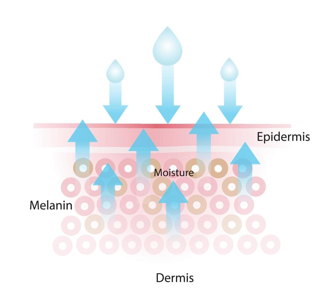 Loss of skin moisture vector illustration isolated on white background. The mechanism of losing moisture, lead to more water leaving and damaged skin. Skin care and beauty concept illustration.