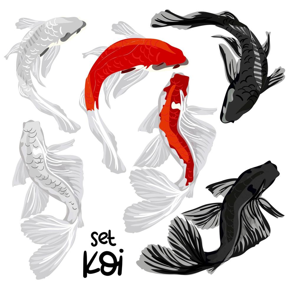 A set of orange, white and black koi fish in different poses on a white background. Asian carp set, fish design in oriental Japanese style. Carp swim. vector