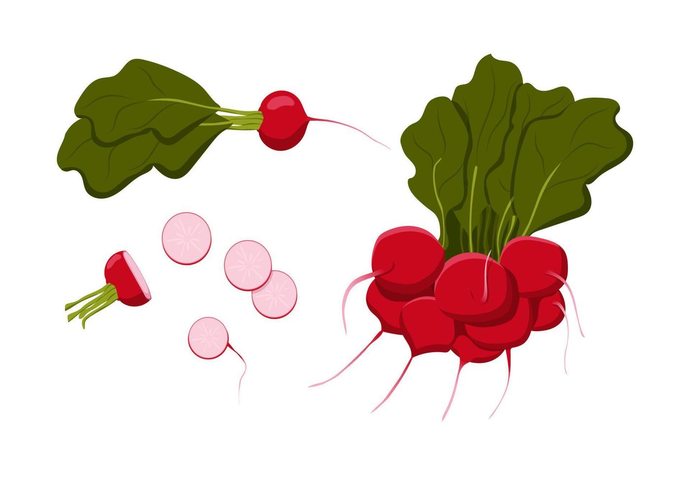 Collection of radishes. A bunch of radishes, a whole radish, a half, a slices of radishes. Isolated vegetable on a white background. Vector flat stickers.