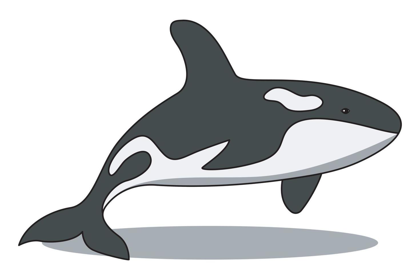 orca or killer whale vector cartoon