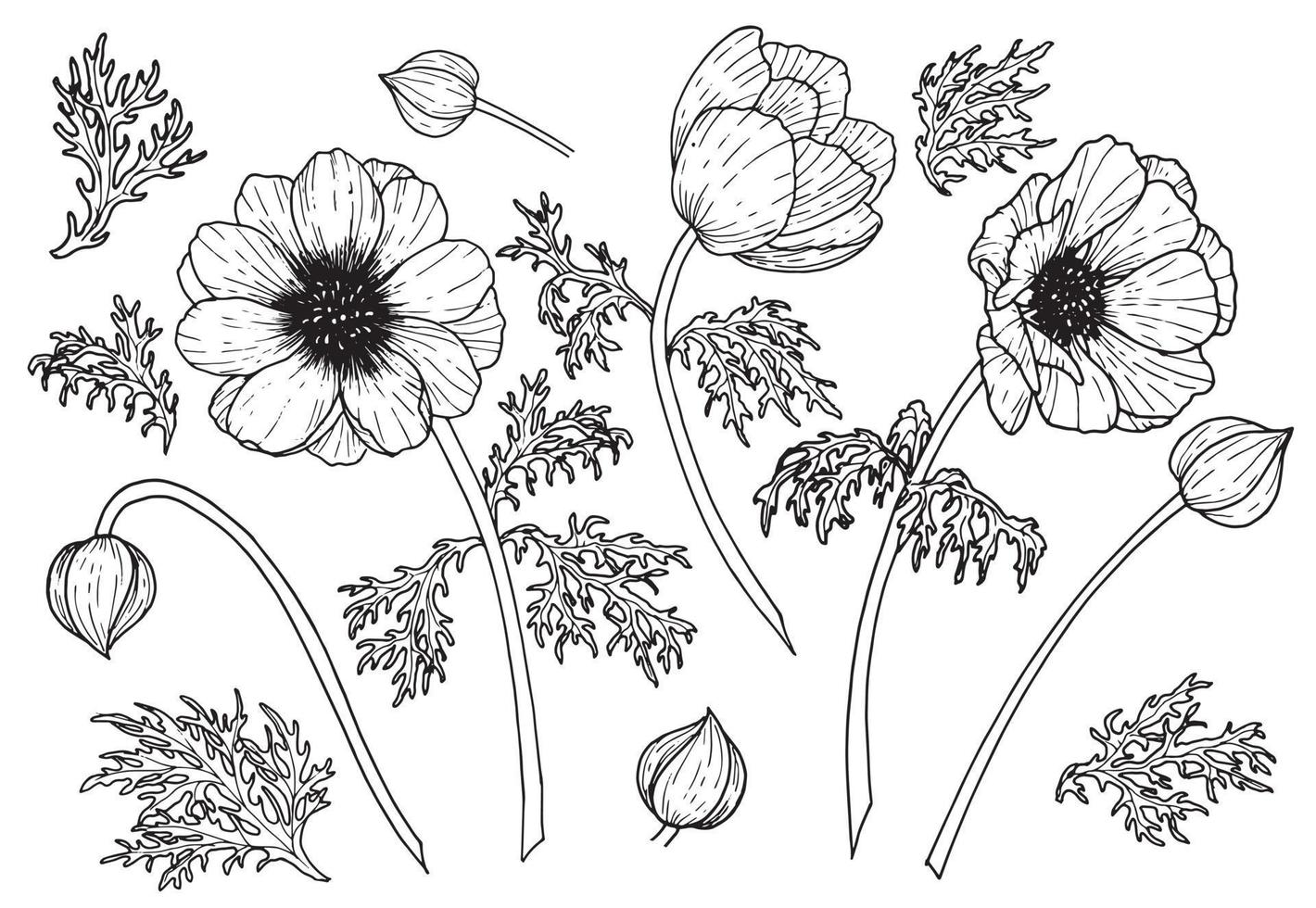 Vector set of Anemone Flowers. Hand drawn floral illustration of plants with leaves and buds on isolated background in outline style. Black botanical drawing. Linear sketch for wedding invitations.