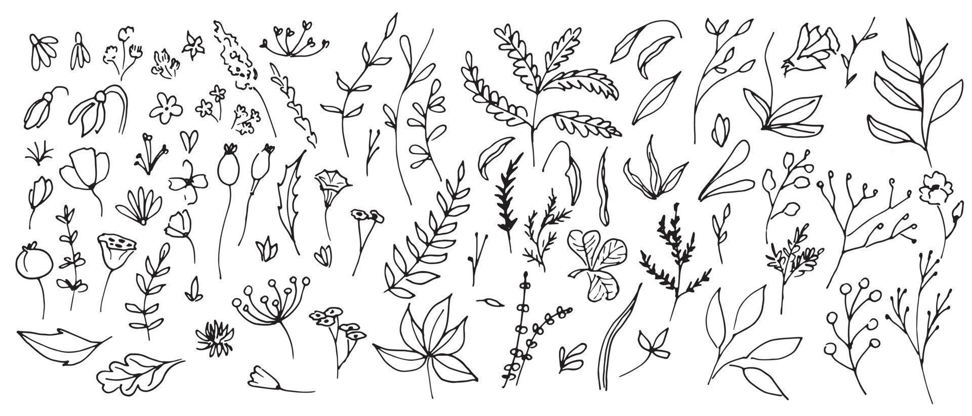 Big Set of vector Plants in Doodle style. Hand drawn illustration in monochrome black and white colors. Floral collection with clover and flowers on isolated background. Outline branches for icon.