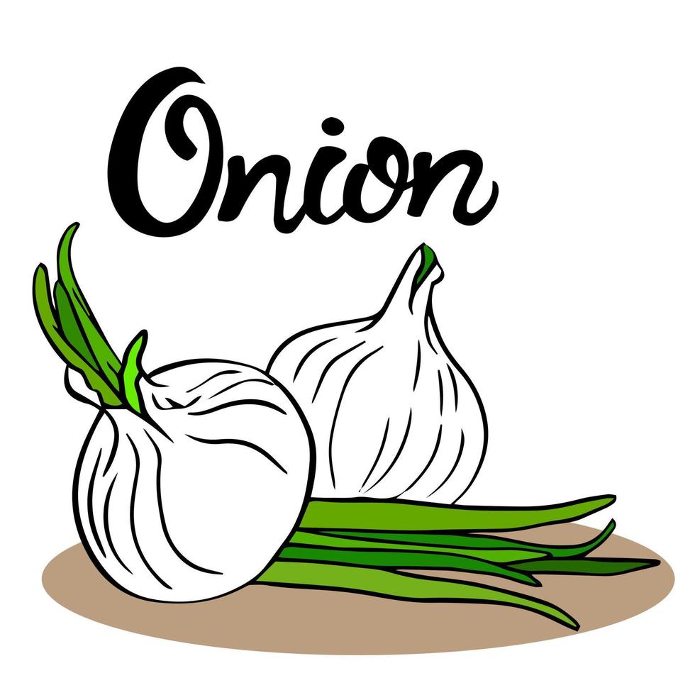 onion sketch vector. Two whole bulbs with fresh green sprouts. Green onion leaves. seasoning, flavoring, pungent taste. bitter taste of food. a perennial herbaceous plant. vector