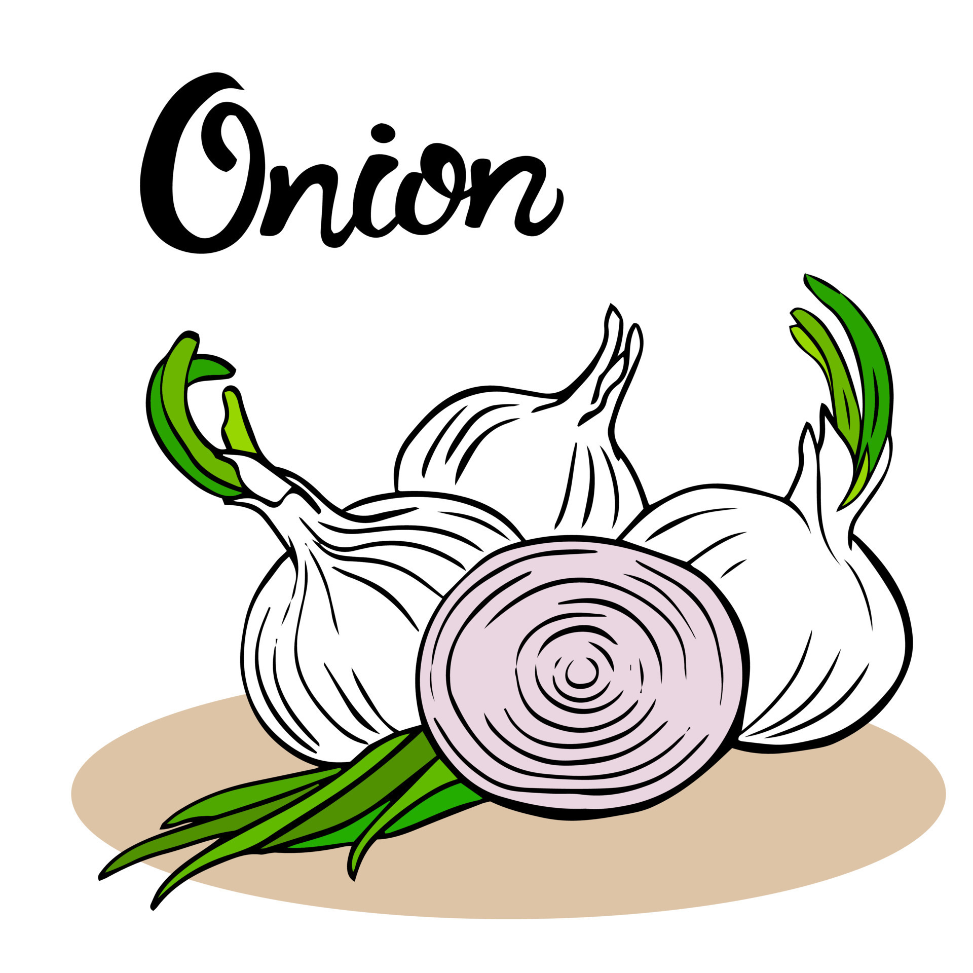 Three whole bulbs onion with fresh green sprouts, one onion cut in half