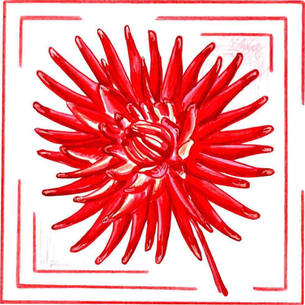 Red dahlia in a frame. Floral botanical vector EPS illustration on a white background.
