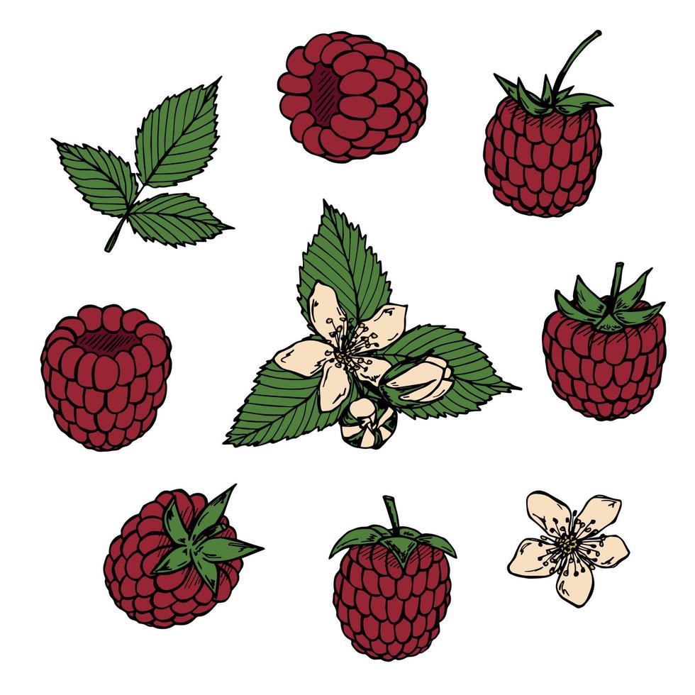 conjunto vectorial de imágenes prediseñadas de frambuesa. icono de baya dibujado a mano. ilustración de frutas para impresión, web, diseño, decoración, logotipo. vector