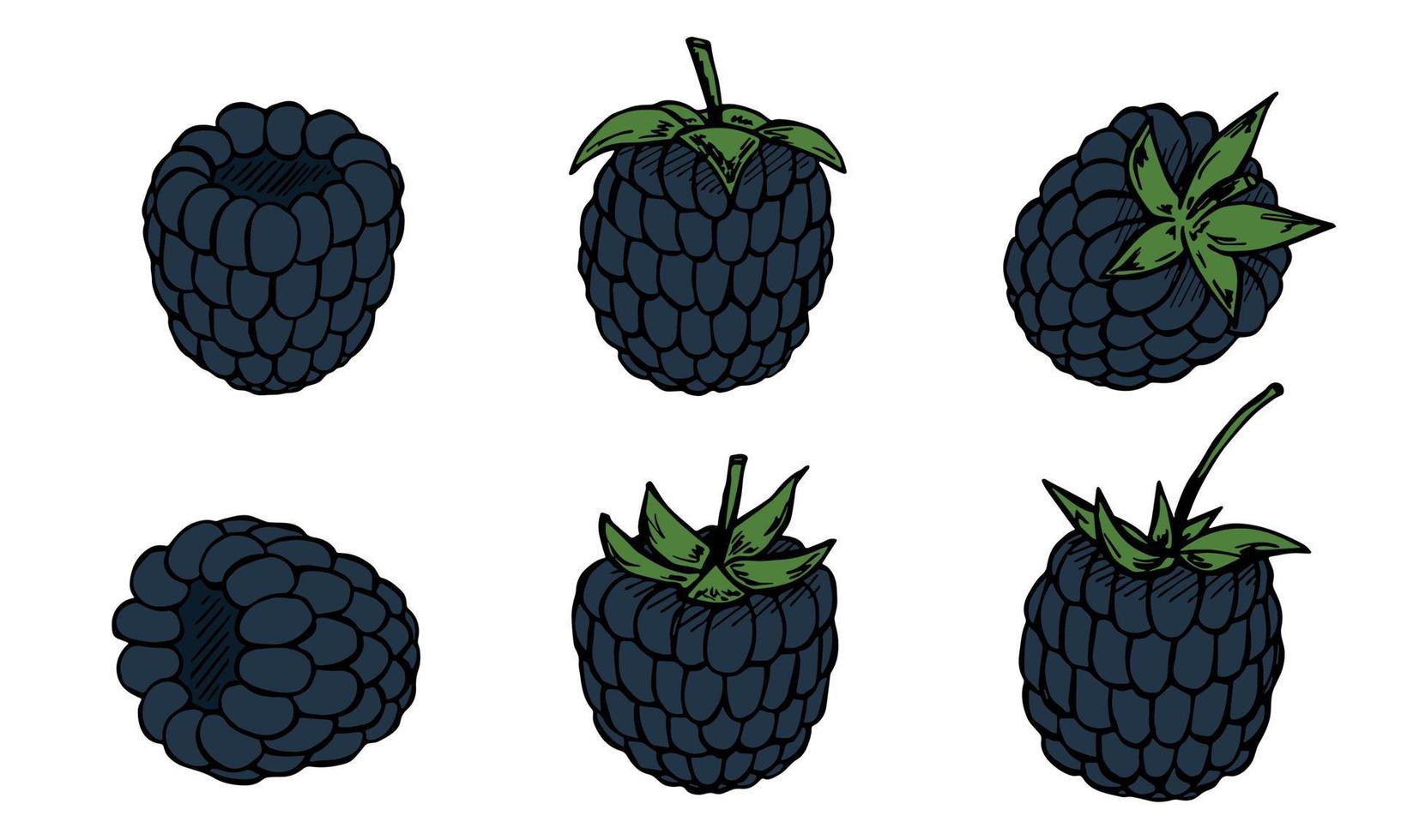 Vector set of blackberry cliparts. Hand drawn berry icon. Fruit illustration. For print, web, design, decor, logo.