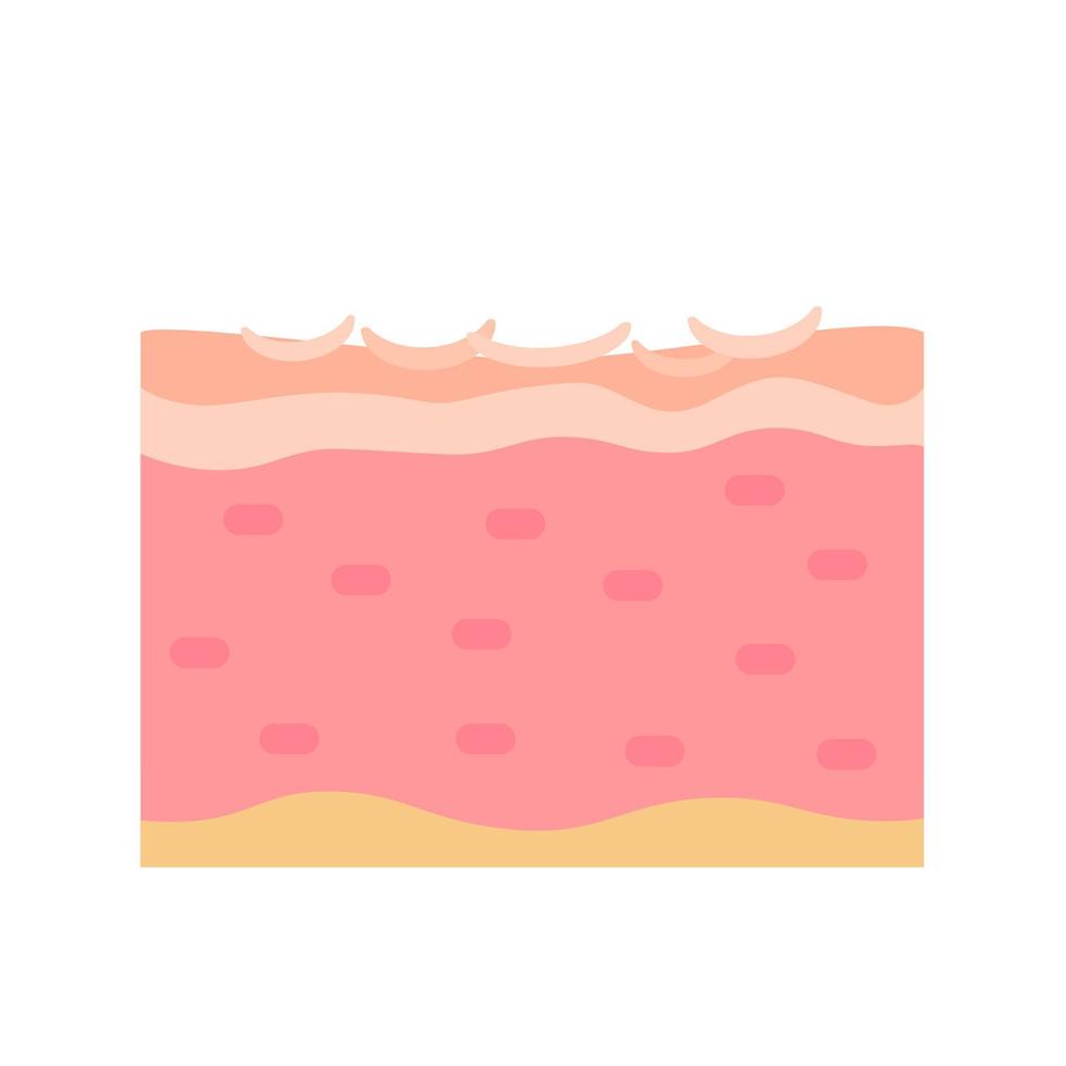 human skin layer Caring for protecting the skin from the sun with a skin serum. vector