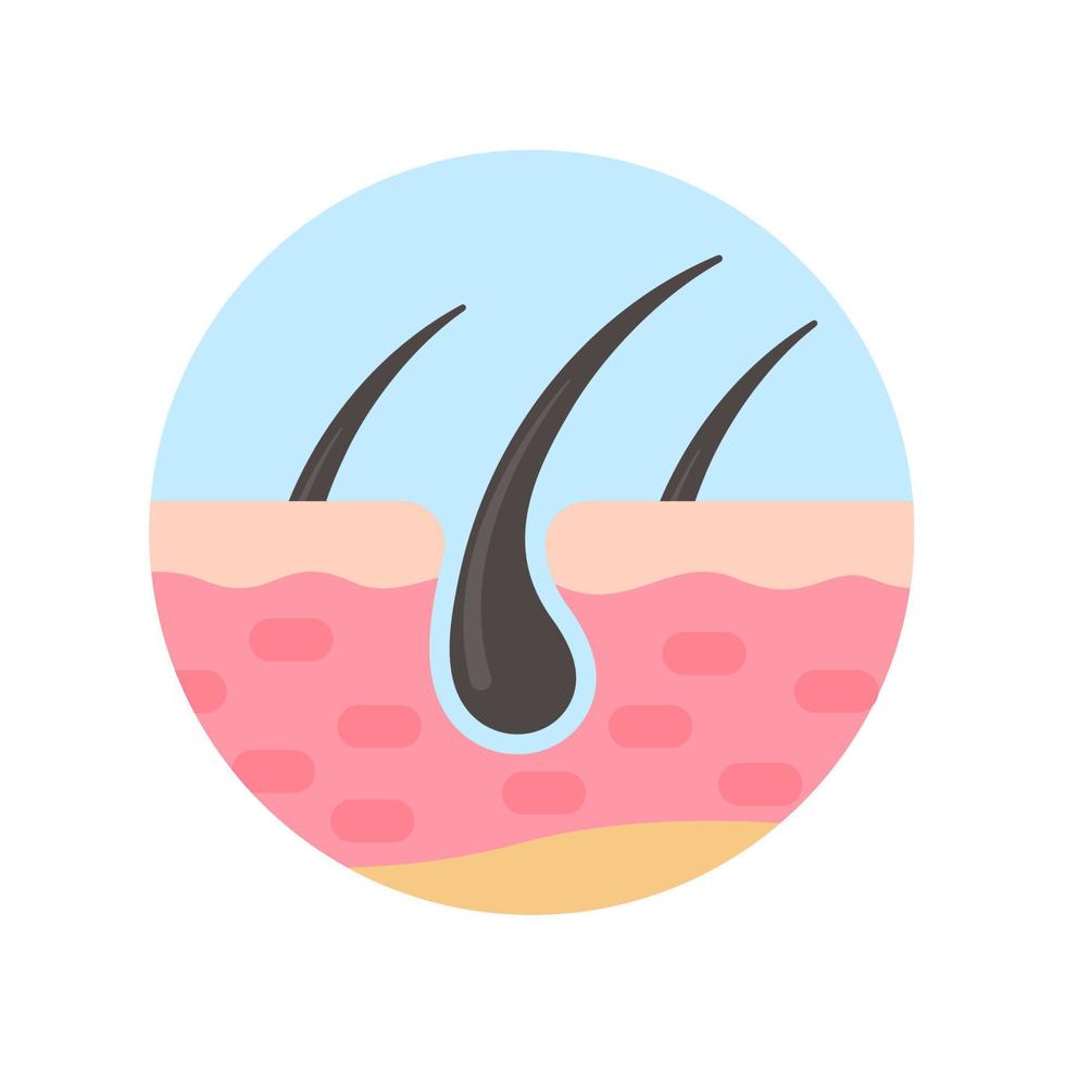 hair follicles on human skin hair disorder hair care vector