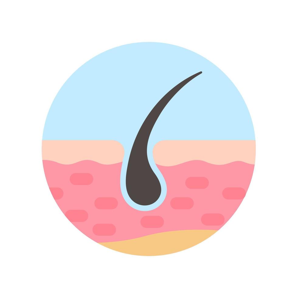 hair follicles on human skin hair disorder hair care vector