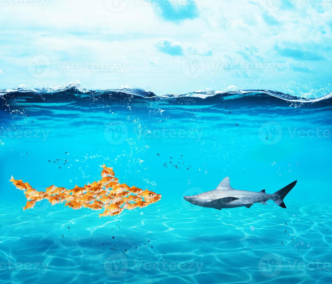 Big shark made of goldfishes. Concept of unity is strenght,teamwork and partnership photo