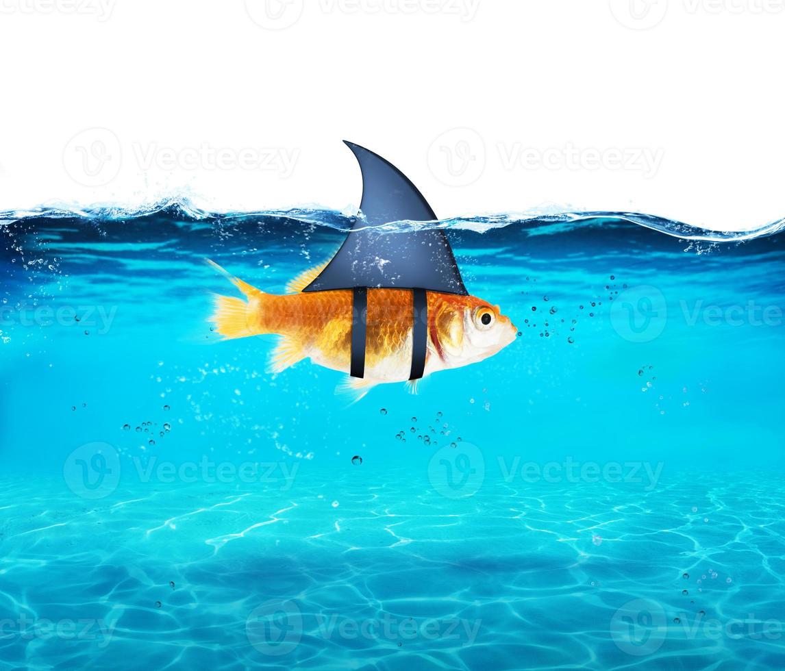 Goldfish acting as shark to terrorize the enemies. Concept of competition and bravery photo