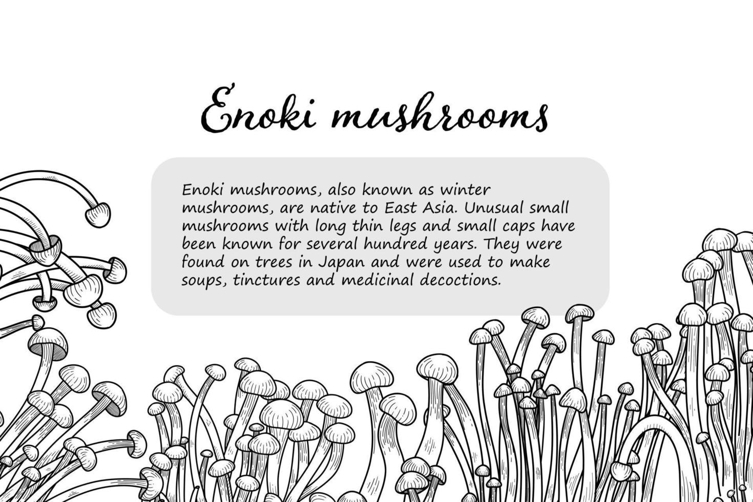 Enoki mushrooms illustration. Graphic outline frame for menu, botanical books, vegeterians. Natural nutritions food. Vector illustration in line style