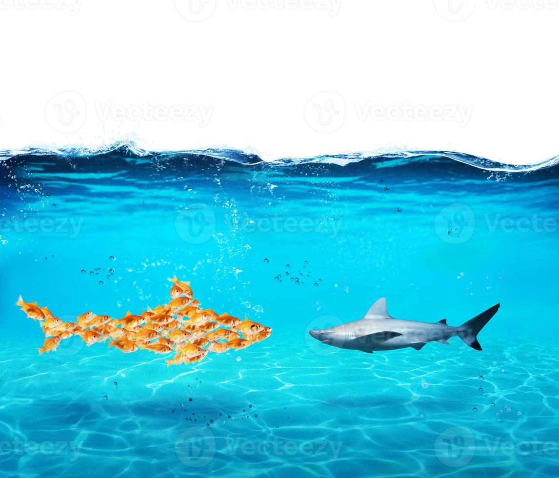 Big shark made of goldfishes. Concept of unity is strenght,teamwork and partnership photo
