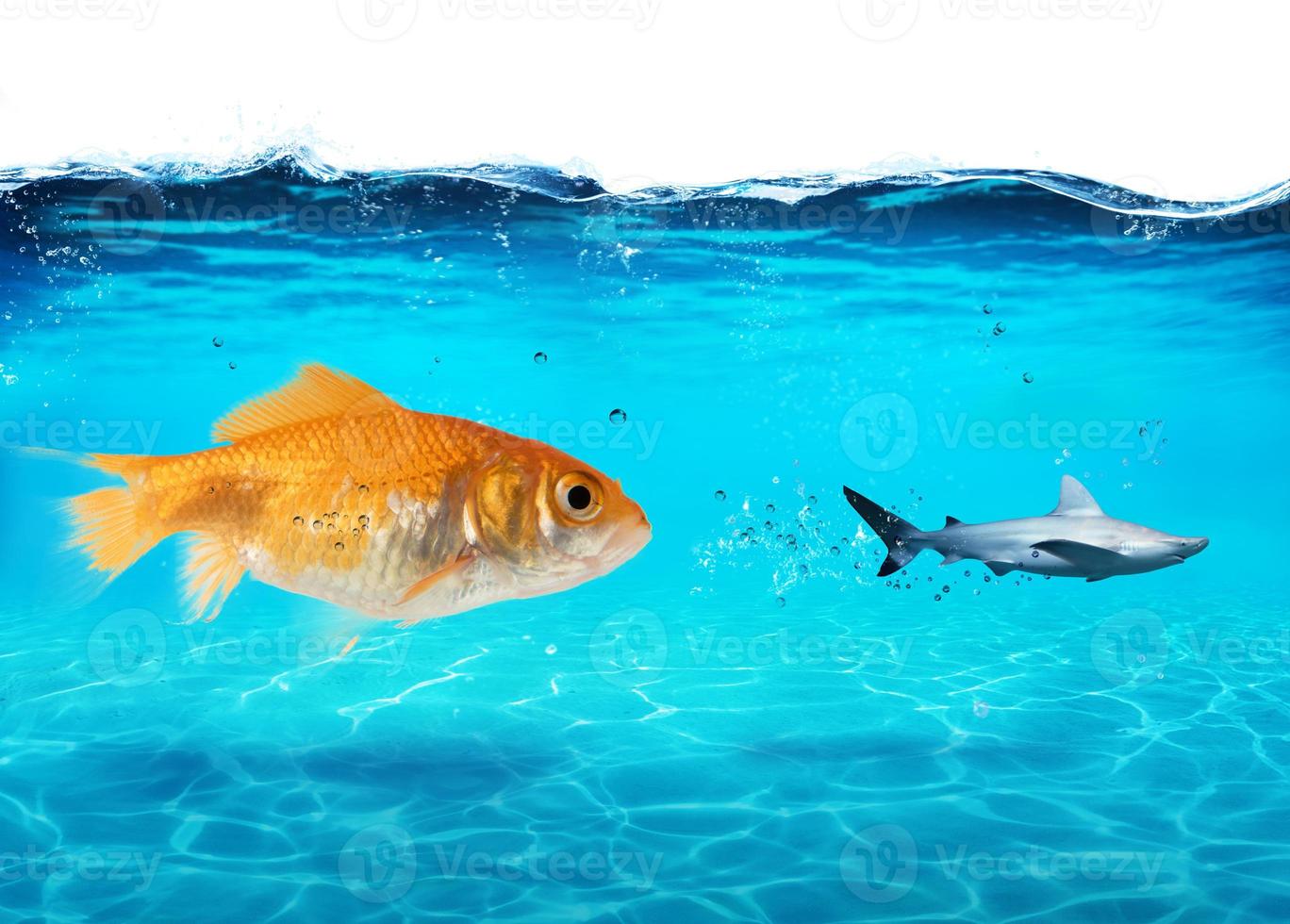 Big goldfish attacks a scared shark in the ocean. concept of bravery photo